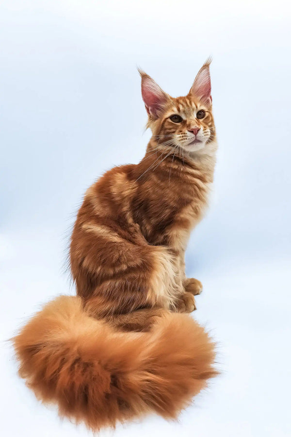 Bobby | maine coon kitten