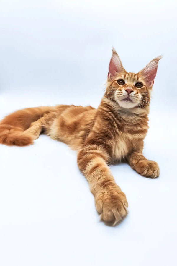 Bobby | maine coon kitten