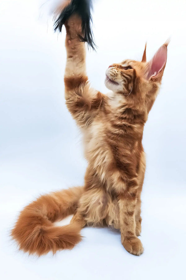 Bobby | maine coon kitten