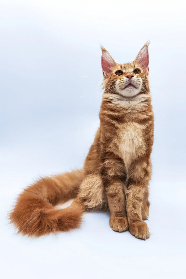 Bobby | maine coon kitten