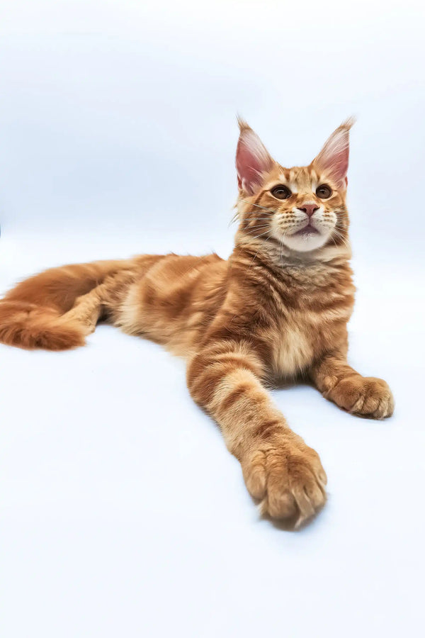 Bobby | maine coon kitten