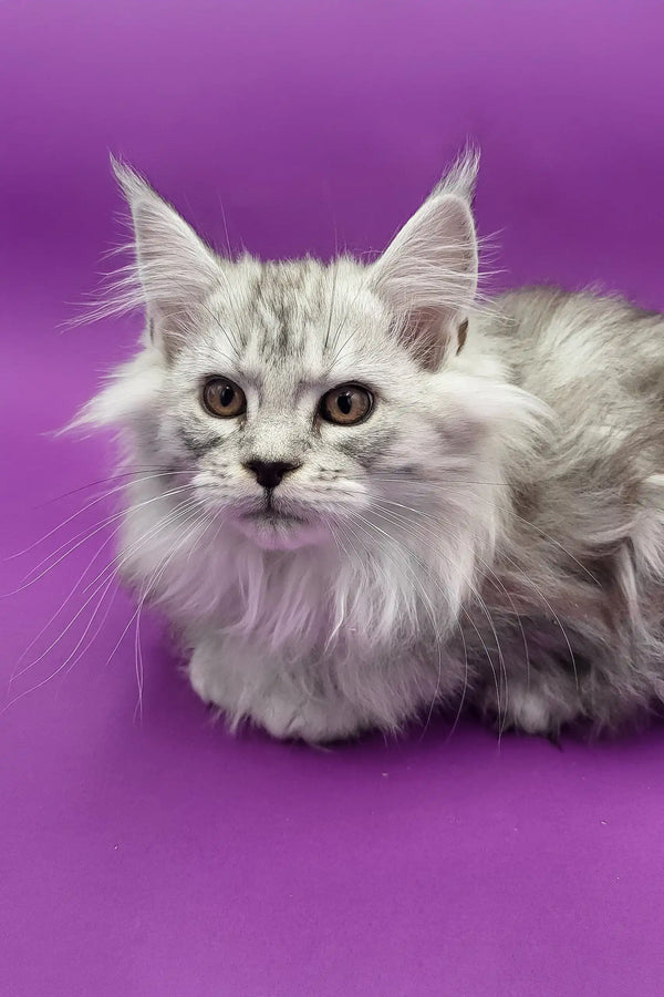 Fluffy silver-gray Maine Coon kitten with pointed ears and long fur looking adorable