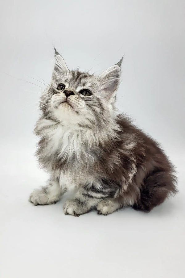 Cute fluffy gray kitten from Bond, the adorable Maine Coon Kitten collection