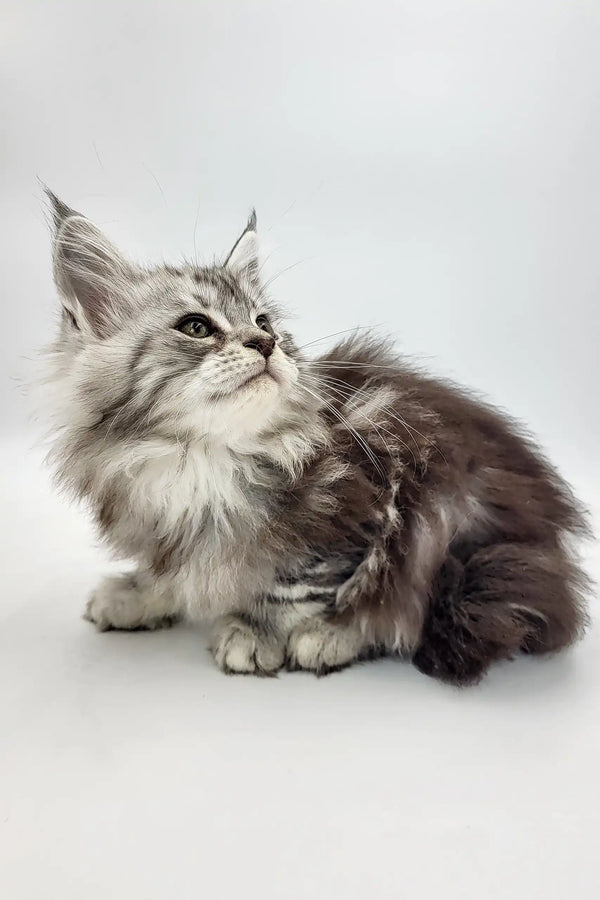 Fluffy gray tabby kitten from the Bond Maine Coon Kitten collection