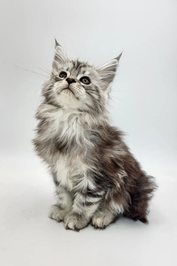 Fluffy gray and white kitten from the Bond Maine Coon Kitten collection