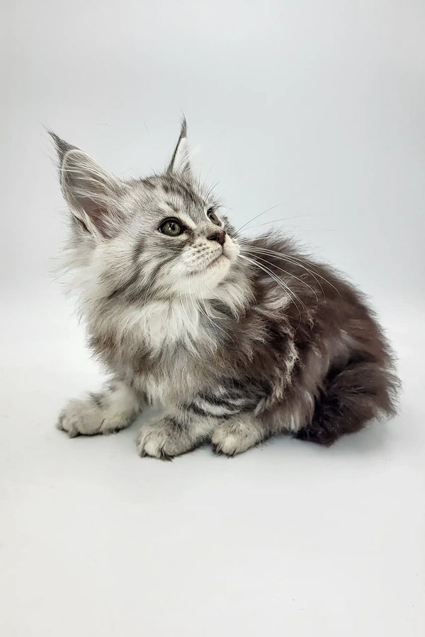 Adorable gray and white Maine Coon kitten named Bond ready for cuddles and fun