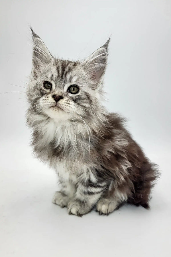 Silver tabby Maine Coon kitten from the Bond collection, super cute and playful
