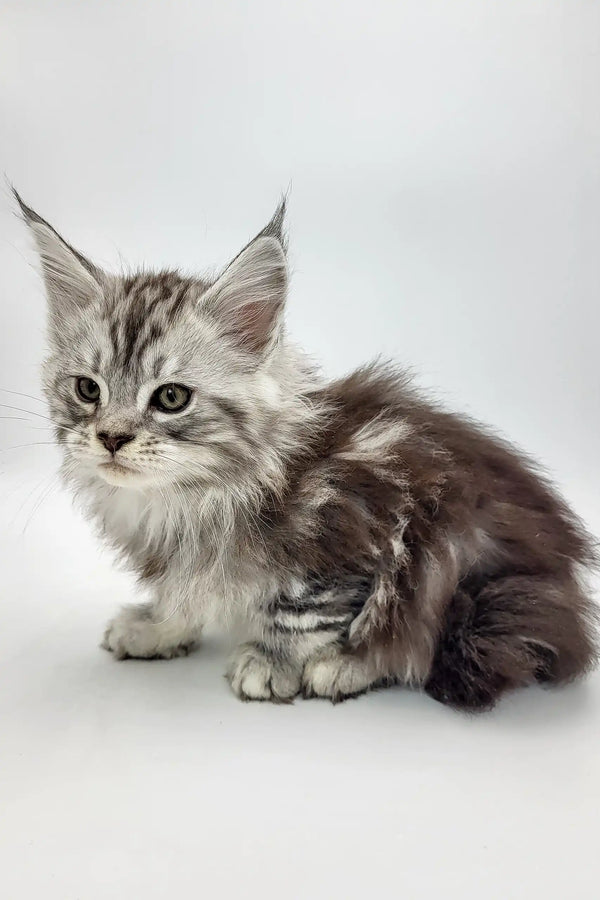 Silver Tabby Maine Coon kitten from Bond, playful and adorable