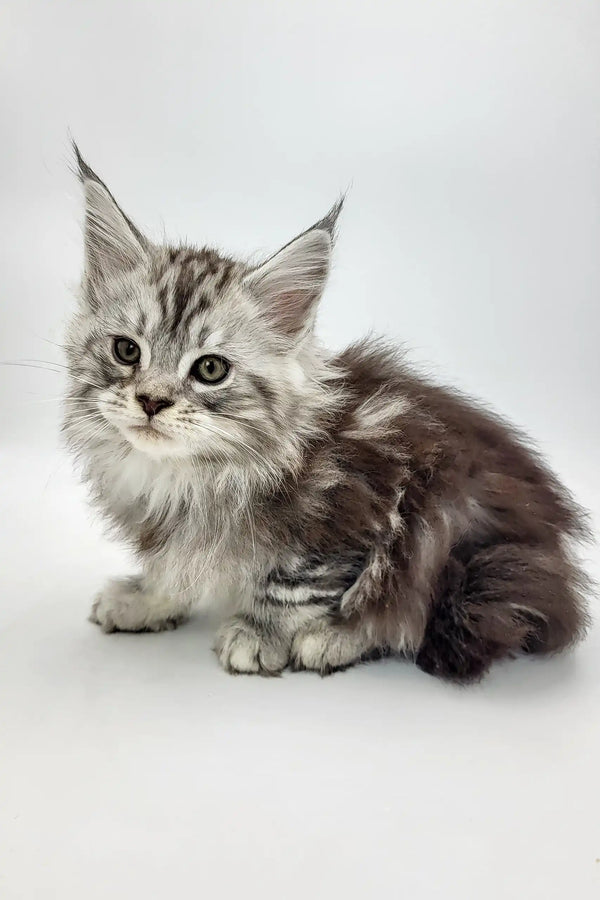 Cute Silver Tabby Maine Coon Kitten from Bond | Maine Coon Kitten collection