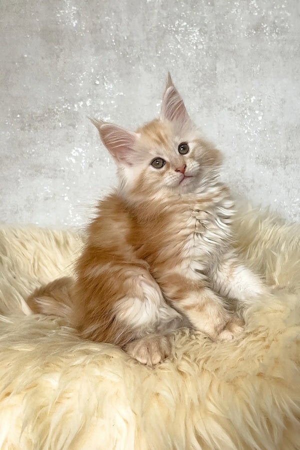 Bonnie | maine coon kitten