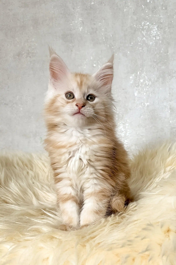 Bonnie | maine coon kitten