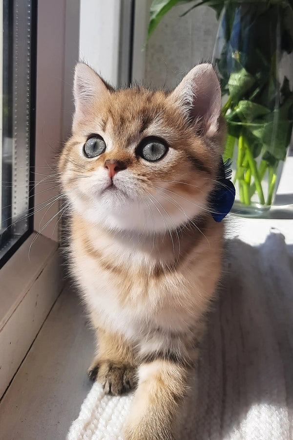 Bonnie | scottish straight kitten