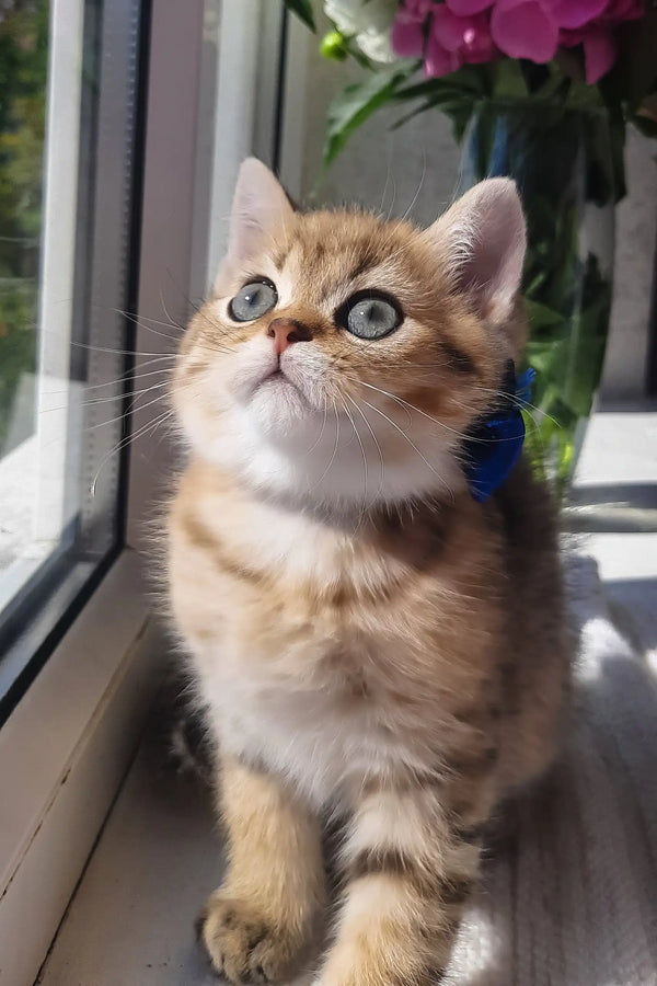 Bonnie | scottish straight kitten