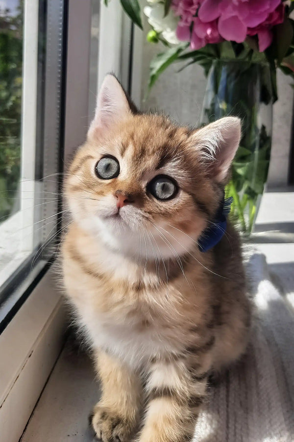 Bonnie | scottish straight kitten