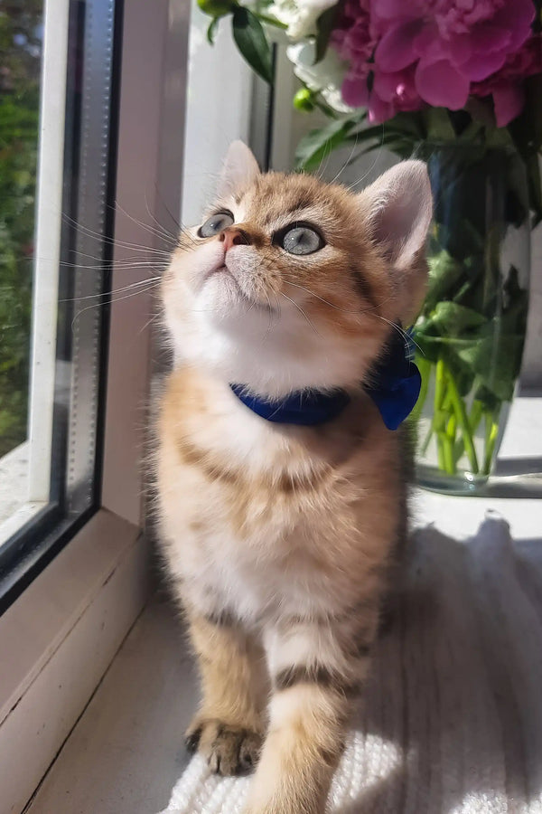 Bonnie | scottish straight kitten