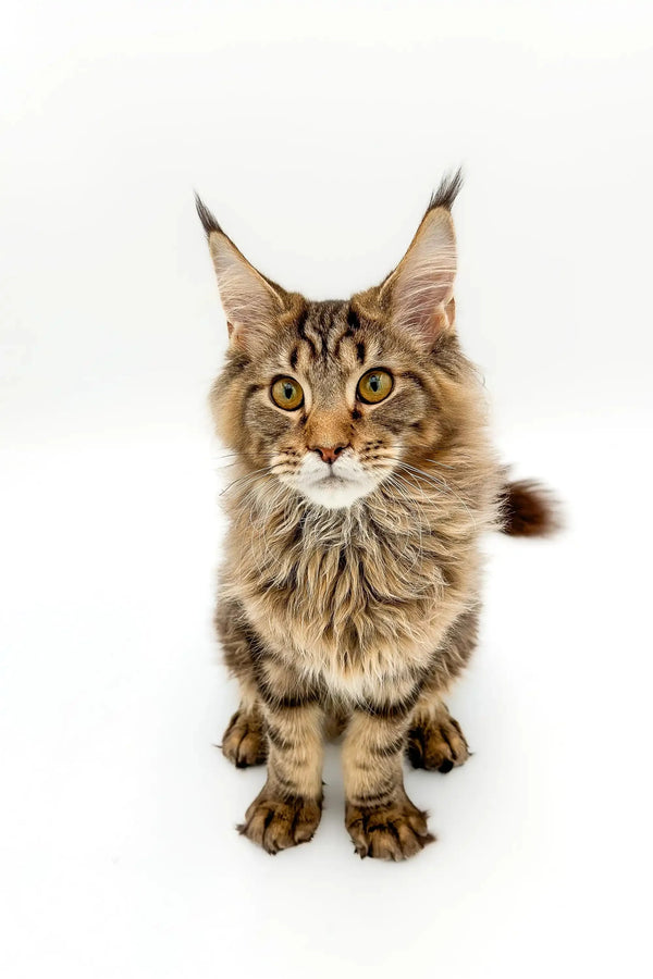 Maine Coon kitten with fluffy fur and ear tufts, perfect for the Boots collection