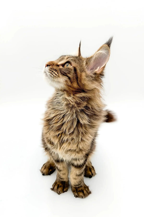 Fluffy Tabby Maine Coon kitten looking up curiously, perfect for Boots product