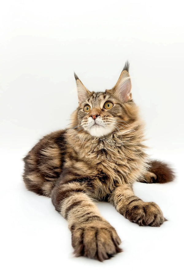 Maine Coon kitten with fluffy fur and ear tufts lounging in style