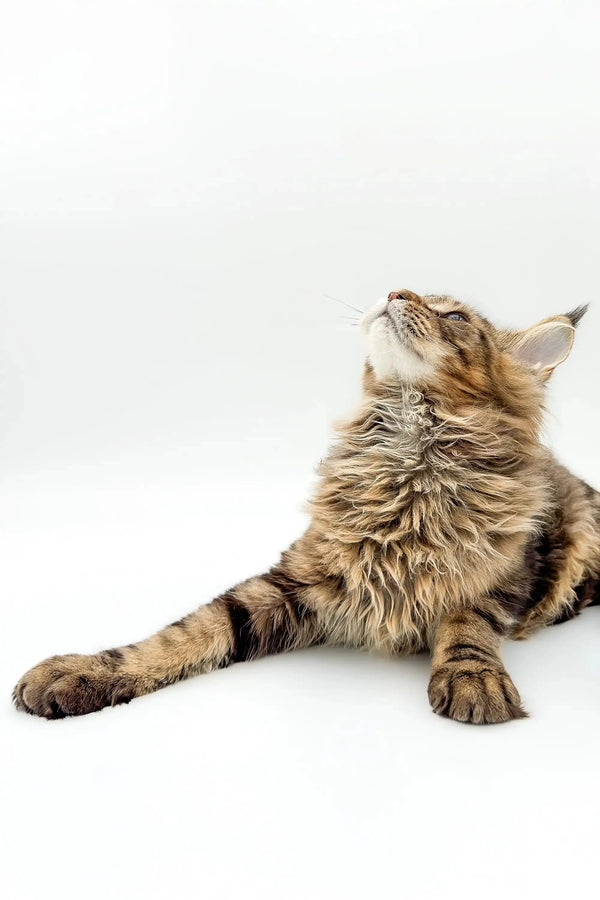 Fluffy Maine Coon kitten lying down, head tilted up, perfect for cat lovers