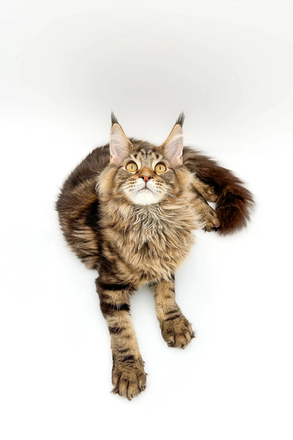 Cute Maine Coon kitten showing off its fluffy fur and ear tufts in Boots design