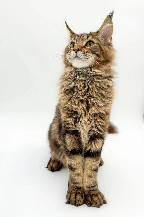 Maine Coon kitten with long fur and ear tufts, perfect for Boots collection