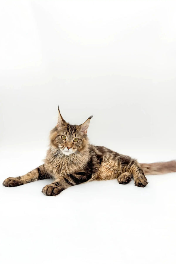 Maine Coon kitten with fluffy fur and ear tufts lounging comfortably on Boots