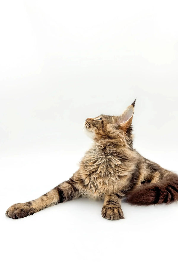 Tabby cat resting with head up, perfect for Maine Coon Kitten product promo