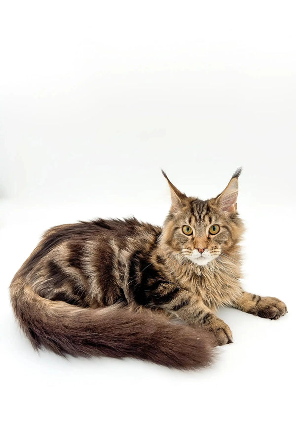 Maine Coon kitten with fluffy tail and ear tufts, perfect for Maine Coon lovers