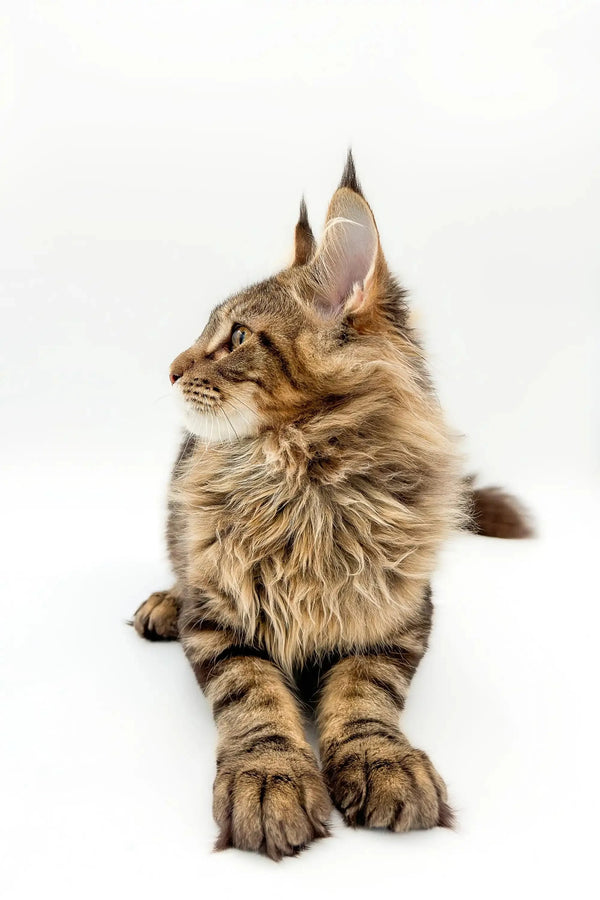 Long-haired tabby cat lounging, perfect for a Maine Coon Kitten product display