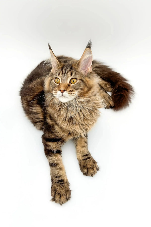 Long-haired Maine Coon kitten with ear tufts lounging on a white surface