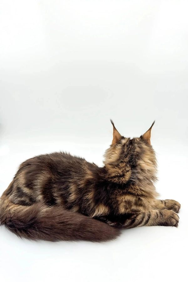 Long-haired tabby Maine Coon kitten with ear tufts relaxing in Boots