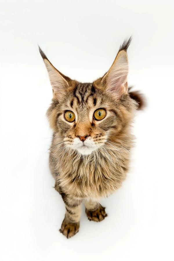 Cute Maine Coon kitten with fluffy coat and ear tufts in stylish boots