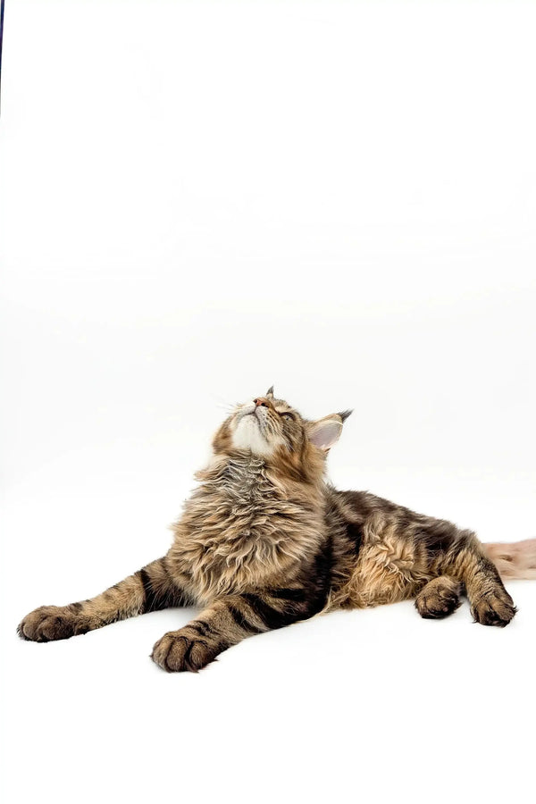 Adorable Tabby cat lying back, perfect companion for your Maine Coon Kitten Boots