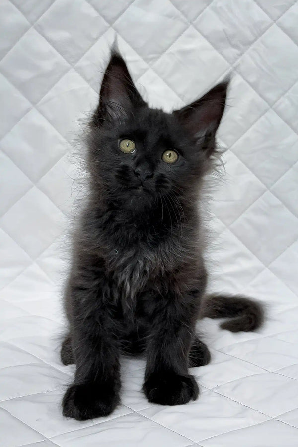 Boris | maine coon kitten