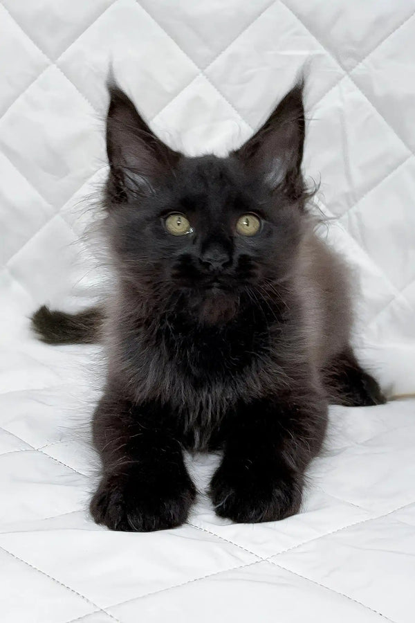 Boris | maine coon kitten