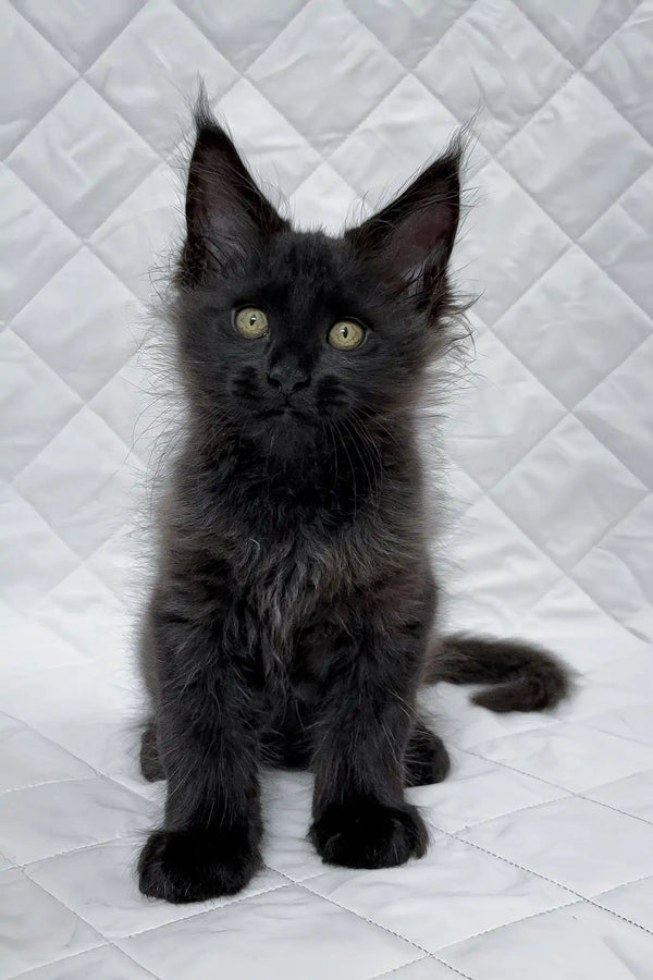 Boris | maine coon kitten