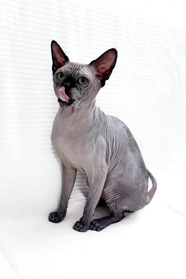 Sphynx kitten licking its nose, showcasing the adorable Boss product