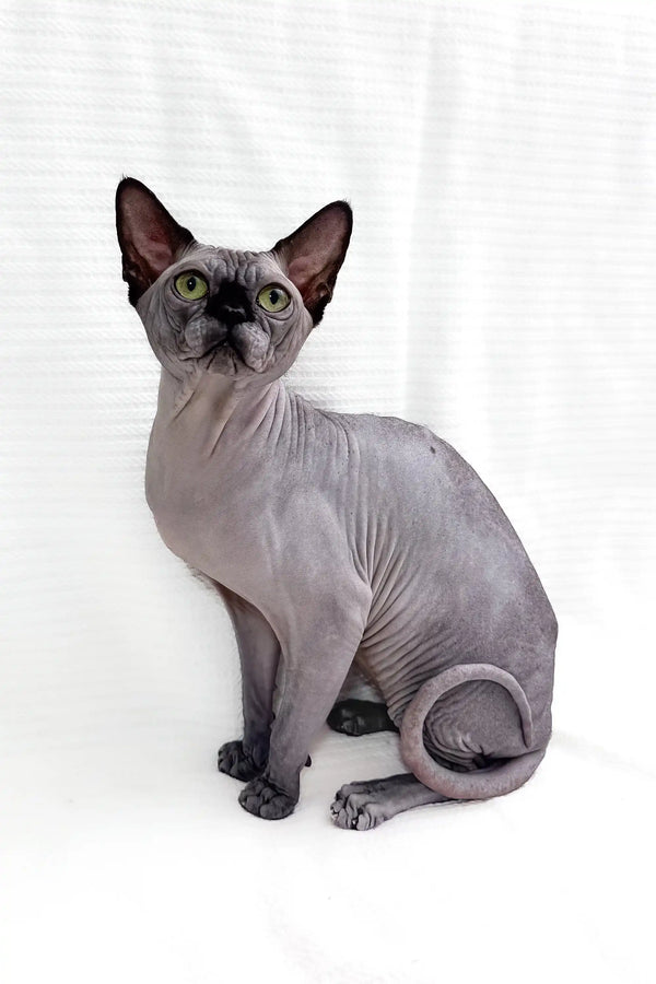 Hairless gray Sphynx kitten named Boss playing and looking adorable