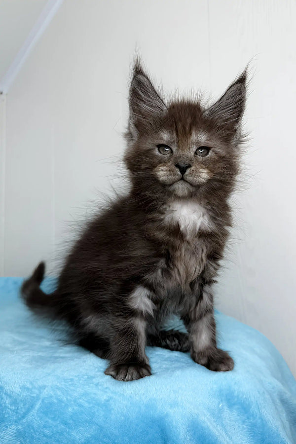 Gray Maine Coon kitten featured in the Boston Maine Coon Kitte product