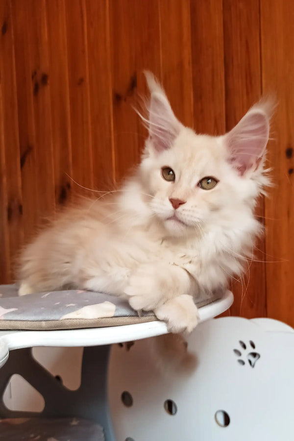 Bostons | maine coon kitten