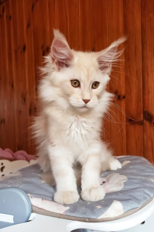 Bostons | maine coon kitten