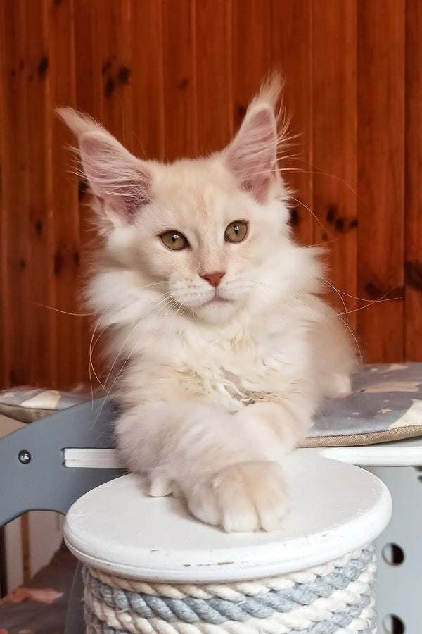 Bostons | maine coon kitten