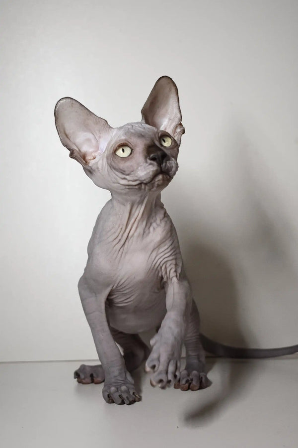 Cute Hairless Sphynx kitten with wrinkled skin and big ears from Bourbon Elf Sphynx Kitten