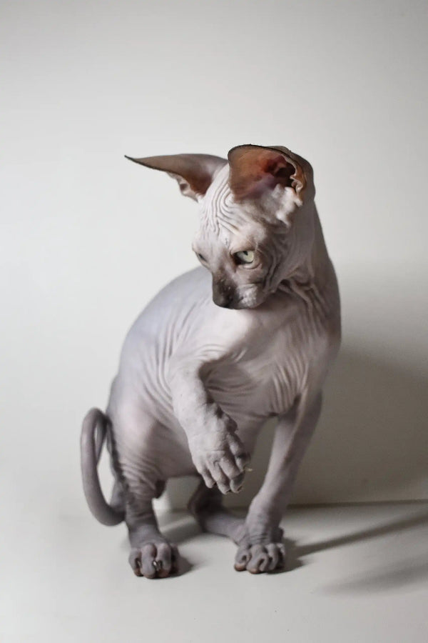 Hairless Sphynx cat Bourbon sitting cute with head tilted in Elf Sphynx Kitten product