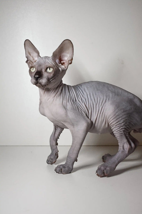 Hairless Sphynx kitten Bourbon with wrinkled gray skin and big ears