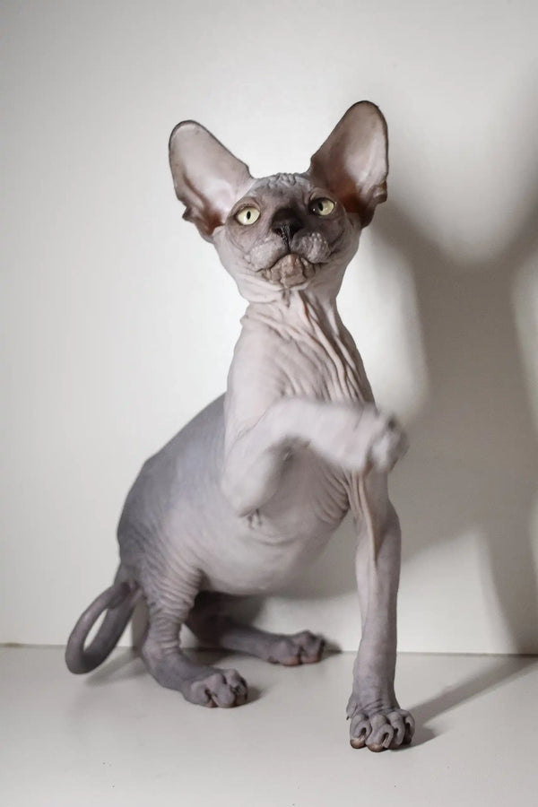 Hairless Sphynx cat alert with big ears in Bourbon Elf Sphynx Kitten product shot