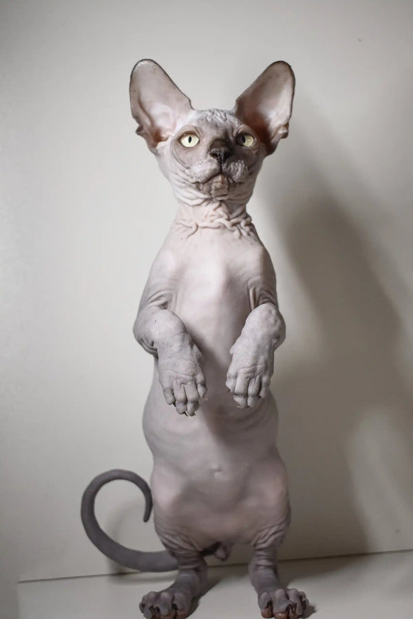 Hairless Sphynx kitten Bourbon standing on hind legs, showing off its playful personality