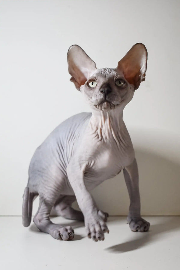 Hairless Sphynx kitten Bourbon showing off wrinkled gray skin and big ears