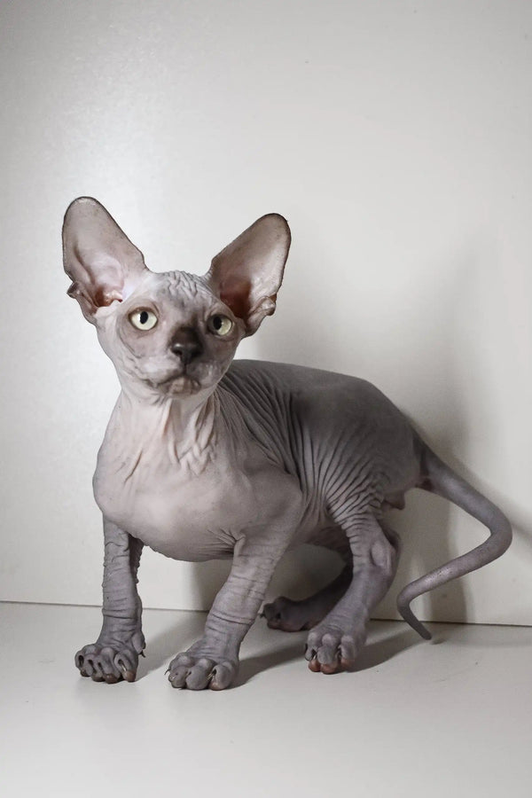 Hairless Sphynx cat with wrinkled gray skin and big ears in Bourbon Elf Sphynx Kitten