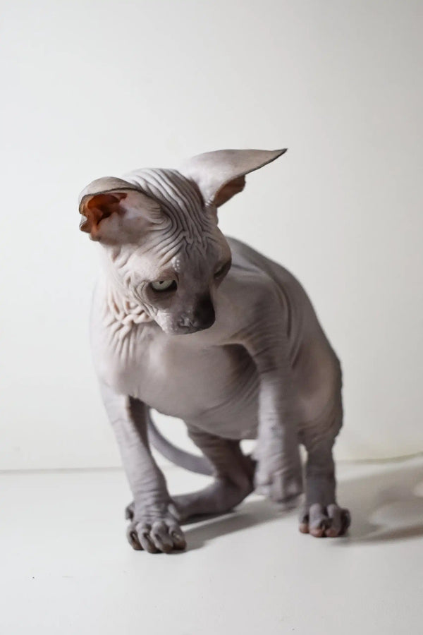 Hairless Sphynx cat crouching alertly for Bourbon Elf Sphynx Kitten product